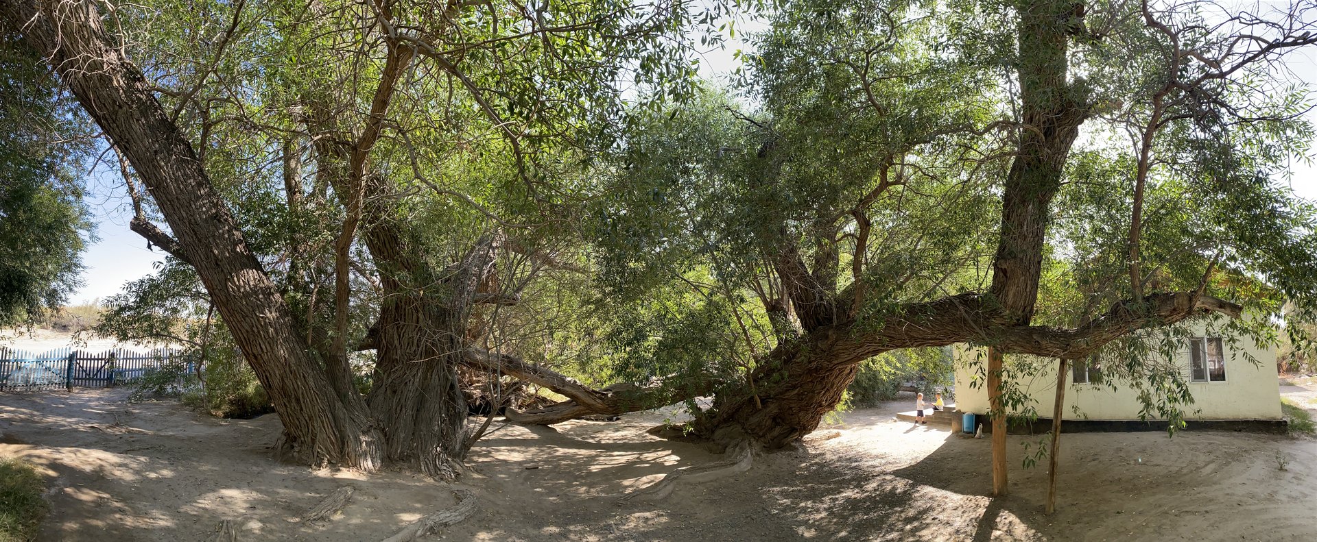 The Singing Dune — the Willow — the Chalk Mountains of Aktau